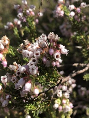 Erica verecunda