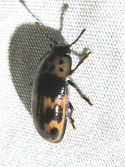 Ischyrus
