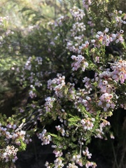 Erica verecunda
