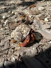 Trachemys venusta iversoni