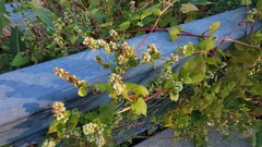Fallopia