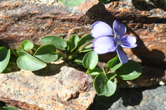 Viola nummulariifolia