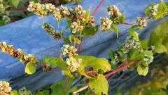 Fallopia