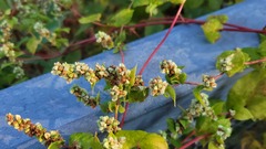 Fallopia
