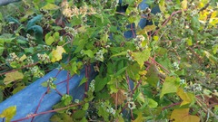 Fallopia
