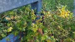 Fallopia