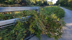 Fallopia
