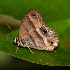 Cissia penelope