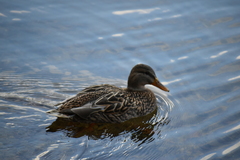 Anas platyrhynchos platyrhynchos