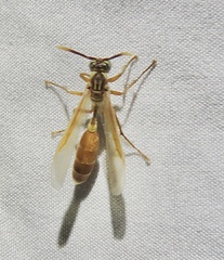 Apoica pallida