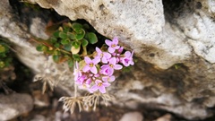 Noccaea rotundifolia