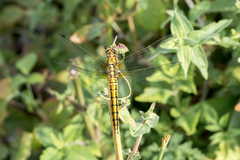 Orthetrum cancellatum