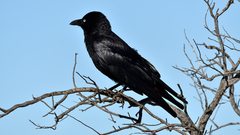 Corvus bennetti