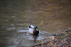 Anas platyrhynchos platyrhynchos