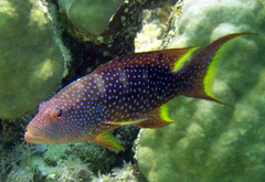 Variola louti
