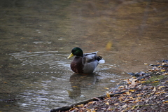 Anas platyrhynchos platyrhynchos