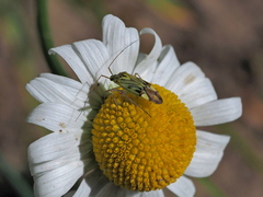 Closterotomus