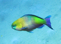 Scarus ferrugineus