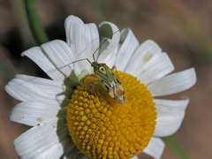Closterotomus