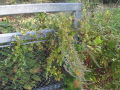 Fallopia