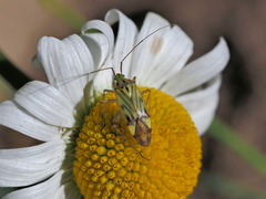 Closterotomus