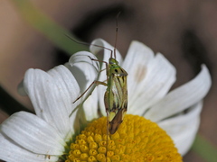 Closterotomus