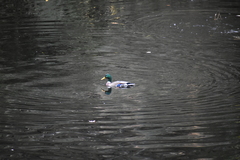 Anas platyrhynchos platyrhynchos