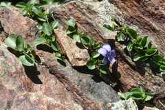 Viola nummulariifolia