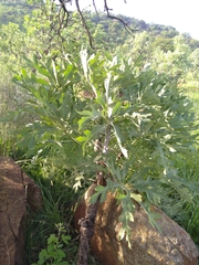 Cussonia paniculata