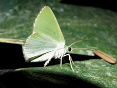 Nemoria lixaria