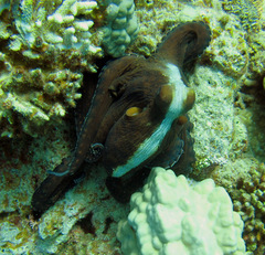 Octopus cyanea