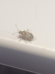 Liorhyssus
