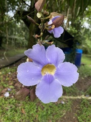 Thunbergia laurifolia image