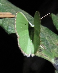 Nemoria lixaria
