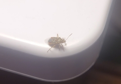Liorhyssus