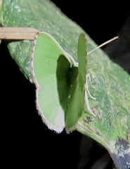 Nemoria lixaria