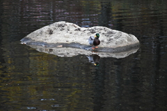 Anas platyrhynchos platyrhynchos