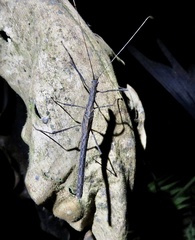 Creoxylus