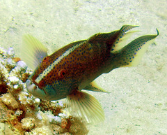 Variola louti