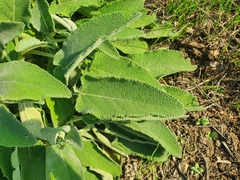 Stachys viticina