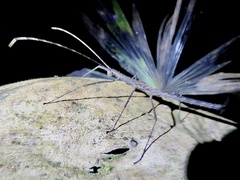 Creoxylus