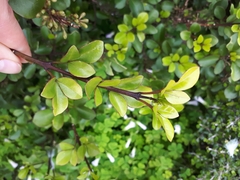 Melicope ×mantellii