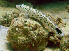 Parapercis hexophtalma