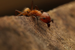 Camponotus nicobarensis