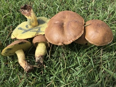 Boletus luridellus