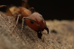 Camponotus nicobarensis