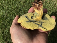 Boletus luridellus