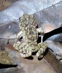 Oreobates quixensis