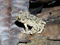 Oreobates quixensis