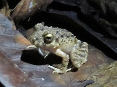 Oreobates quixensis